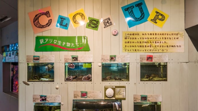 淡島水族館2Fの生き物 FILE:8　クローズアップ水槽