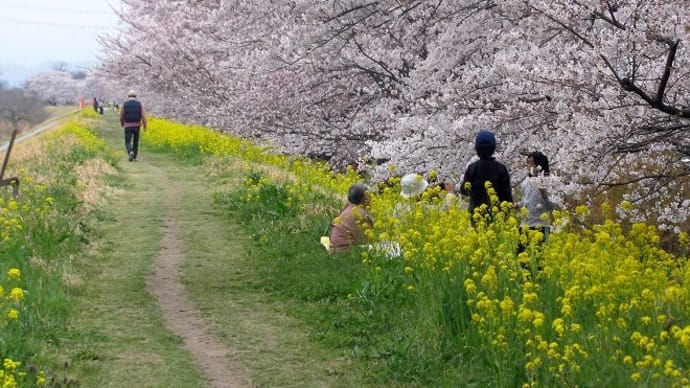 大麻生・・・菜の花と桜堤・・・秩鉄SL・・・パレオエクスプレス号が行く