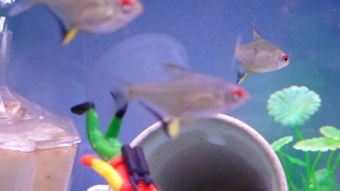 熱帯魚物語り