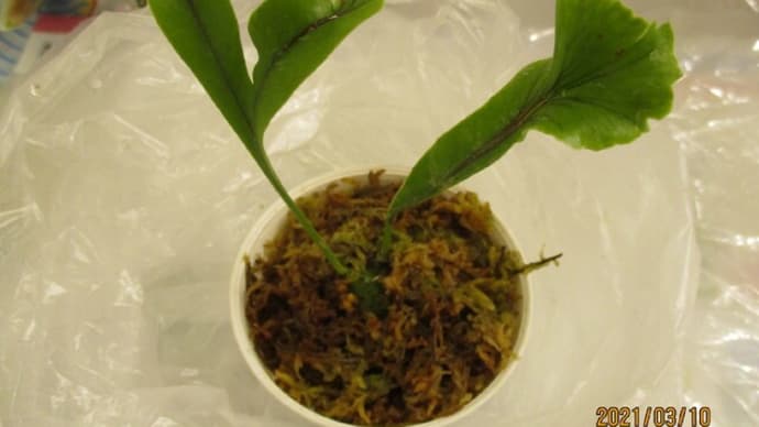 レカノプテリス・シヌオーサを植えよう\(^▽^)/