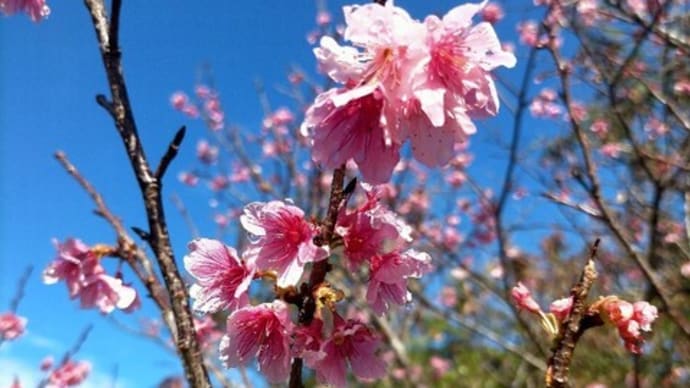 桜の季節