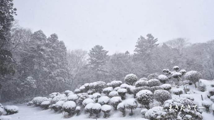 雪かきの後にアレを手にして、だから自営業は止められない?