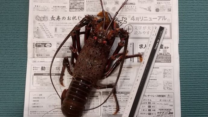 巨大な伊勢海老