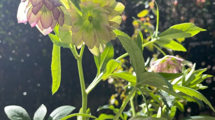 チューリップの花が