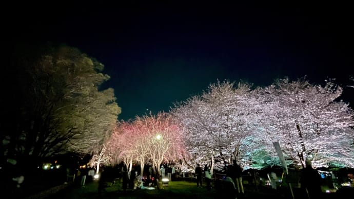 幻想的な国分寺の夜桜