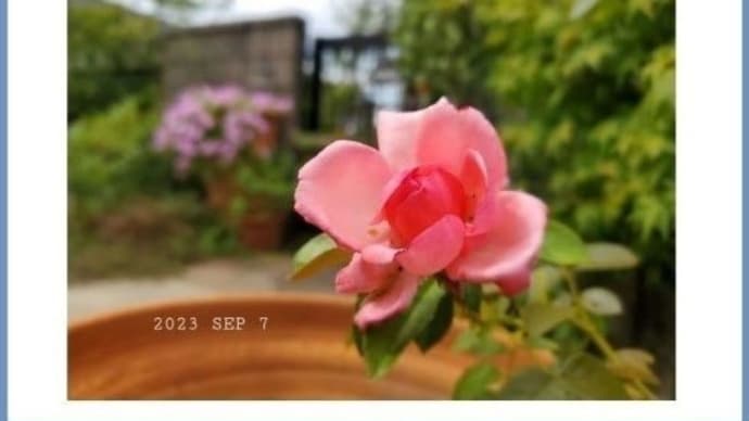 香りの薔薇