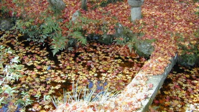 「　紅葉の　架け橋　」