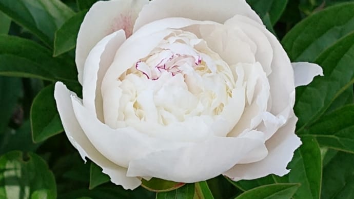 5月の朝ン歩・花とクロ🎵雨のステイション=ハイ・ファイ・セット🎵