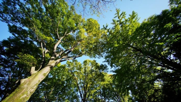 超広角レンズで撮った秋晴れの赤塚植物園（2020.10.25 撮影）