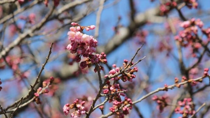 篠窪（しのくぼ）の「春めき桜」２０２４開花予想（速報　2024/03/11)