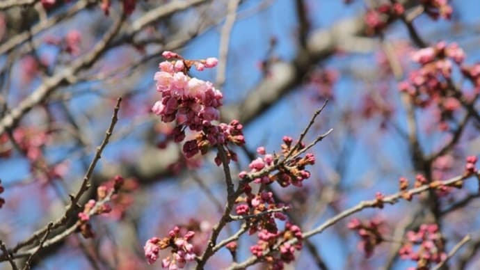 篠窪(しのくぼ)の「春めき桜」2024開花予想(速報 2024/03/11)