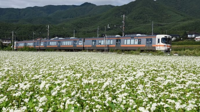 本日の撮影 飯田線は蕎麦の花と