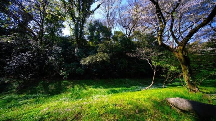 赤塚公園の桜とニリンソウ(東京都板橋区 2025.4.5撮影)