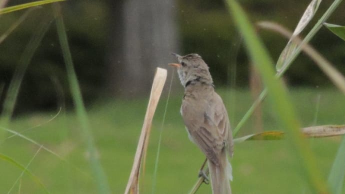 鳥ー子孫を残すための生きざま