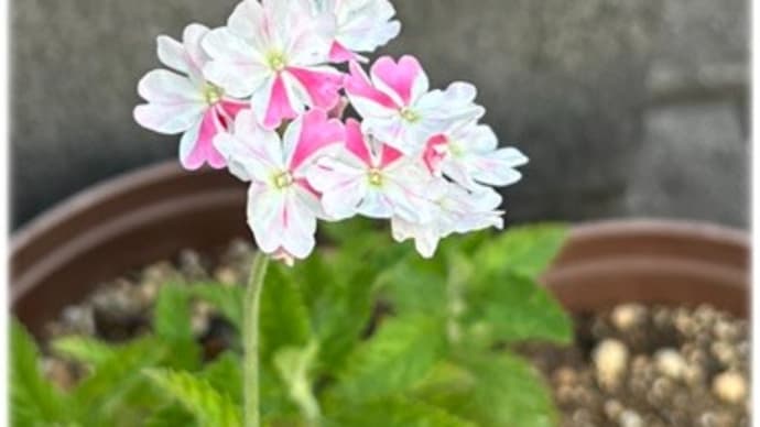 テニス曜日~玄関前の花たち