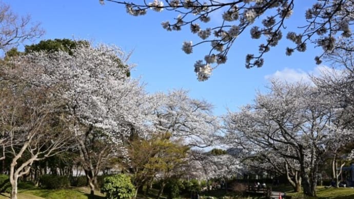 維新公園の咲くら