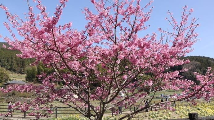 公園の桜・今年の桜