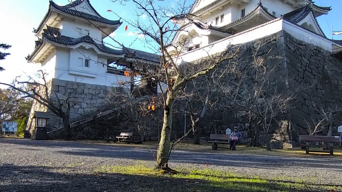 上野公園、お城の前で水たまり。そしてイロハモミジ紅葉…