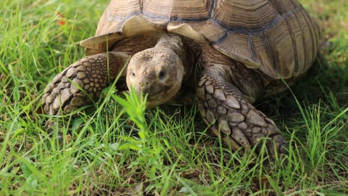 ケツリクカメ 沢渡中央公園 落としたメガネ