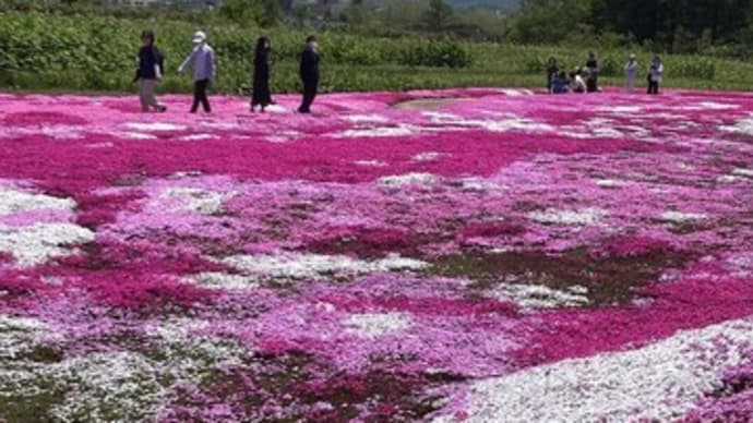 羊蹄山とシバザクラ