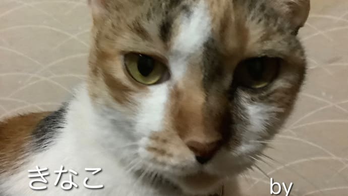 きなこの様子を電話で聞く