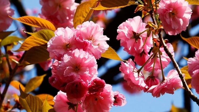 八重桜　満開