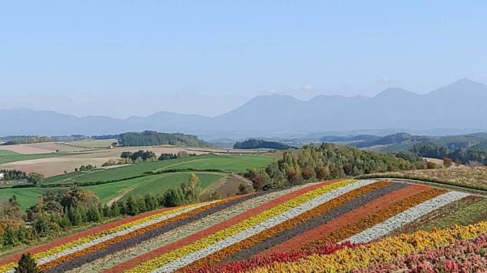 秋の四季彩の丘で丸くて大きな黄色い子