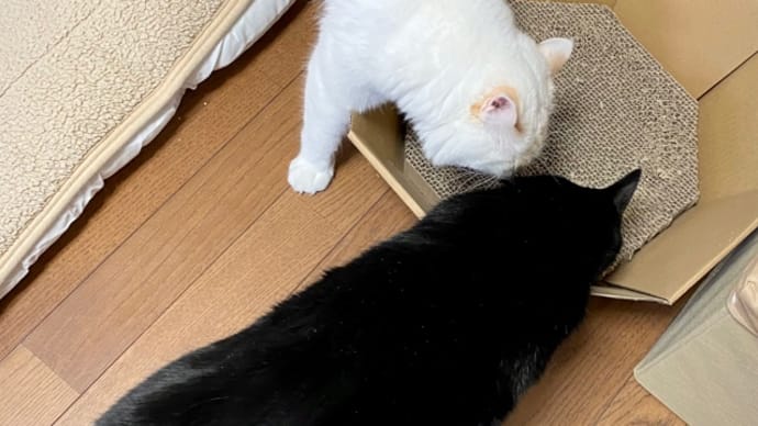トノヒメ、バリバリBOX争奪戦! 勝者は珍しく黒い毛玉♪