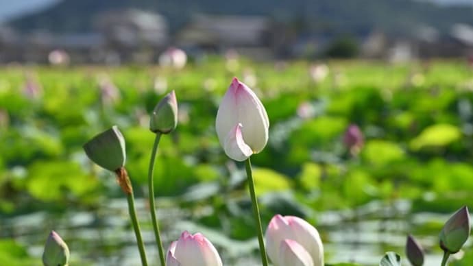 藤原京 蓮の池