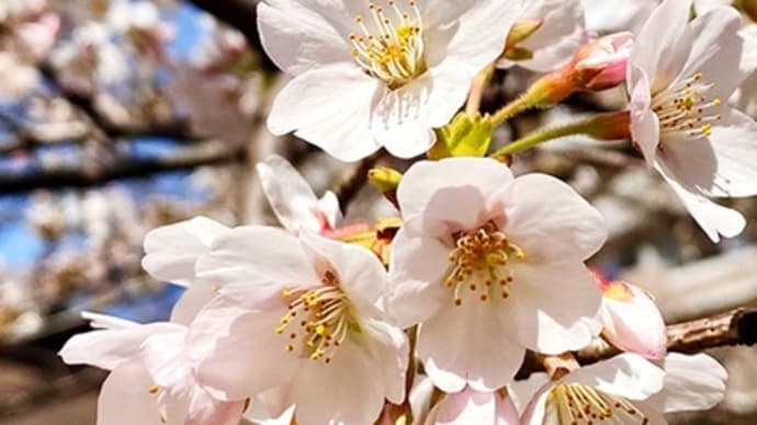 武蔵野市役所裏の団地に早くも5分咲きの桜が。