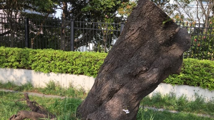 お家生活