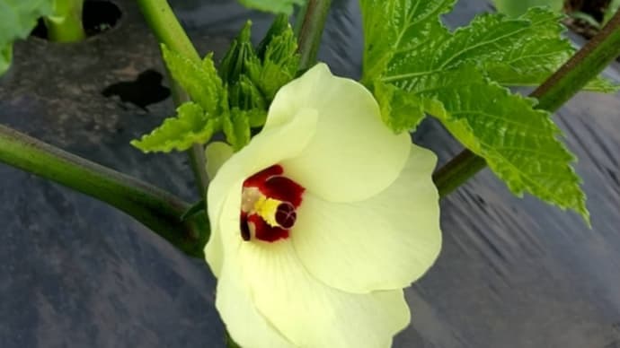 果実野菜