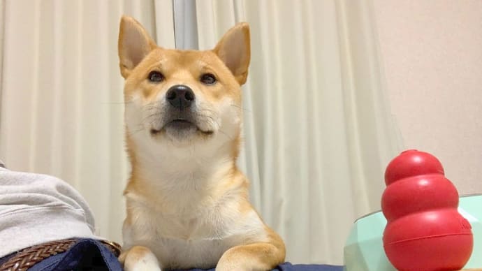 柴犬と皮膚病のお話③