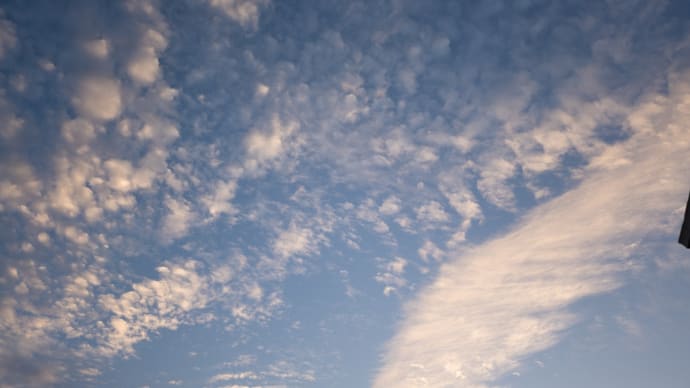 空を舞う大きな羽
