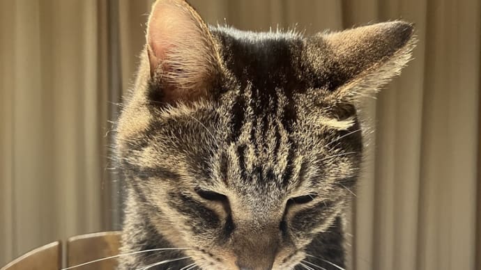 猫の額で考える:販売イベントをふり返って 【東北笑福市】