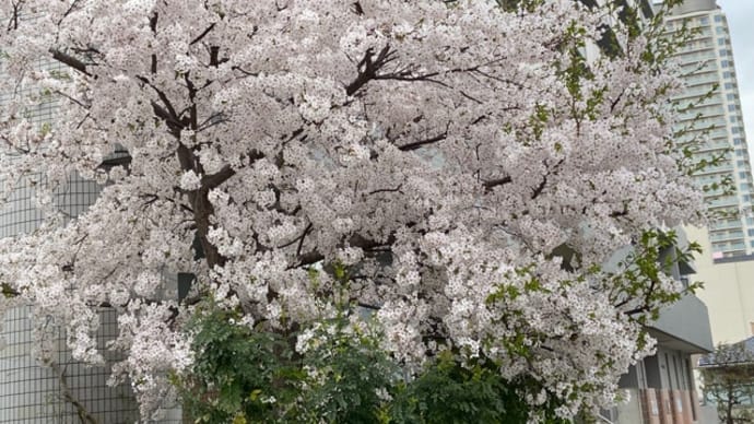 桜🌸　お花見