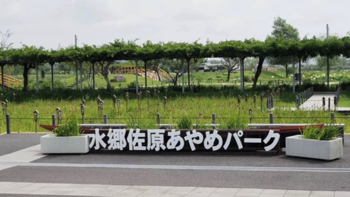 ハスとスイレン