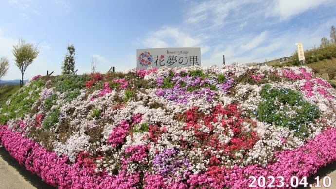 芝桜とネモフィラの丘へ 2023.04.10
