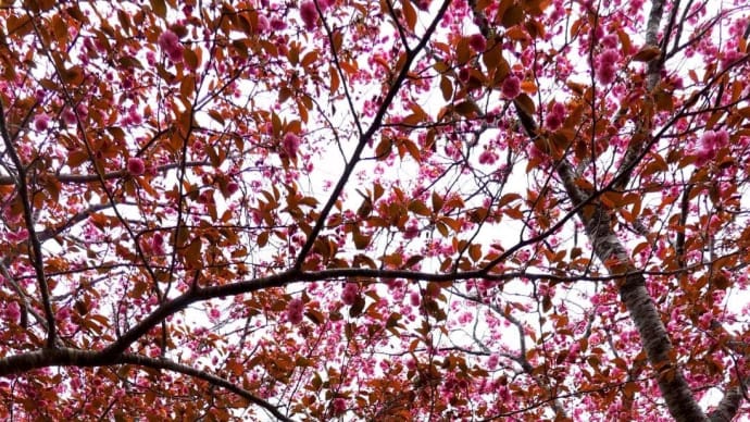 「石崎地主海神社②」2024思い出桜