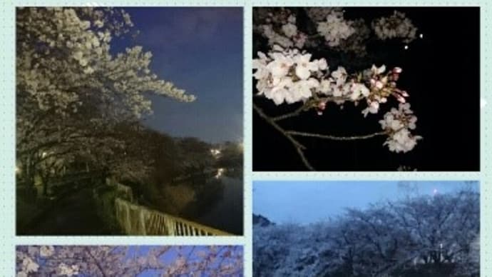 荒子川公園 早朝の桜  花満開 天ノ舞初打ち