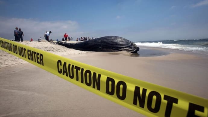 米東海岸、クジラ死亡数が記録的増 洋上風力発電の一時停止呼びかけも
