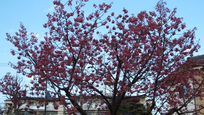 珍しい種類の桜 - 御衣黄などの写真