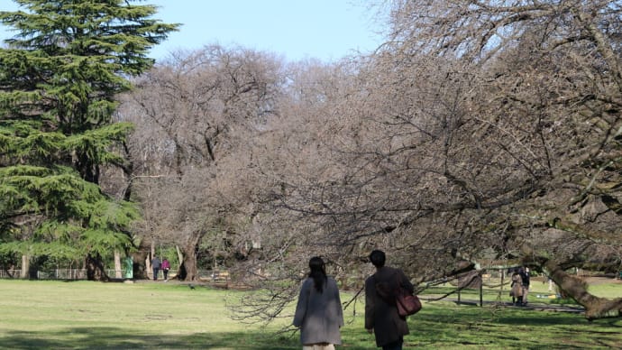 砧公園 開花進まず