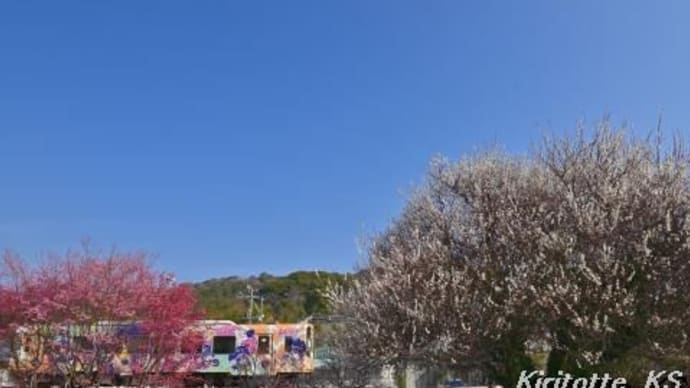梅と"音街ウナ"