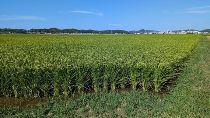 「夢つくし」は極早生
