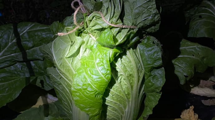畑の白菜を寒さから守る作業