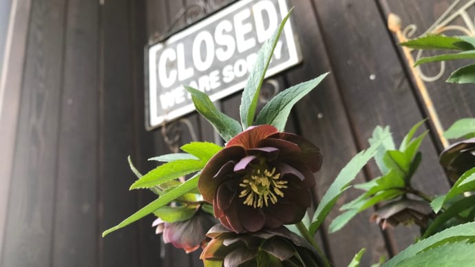 アトリエの花たち