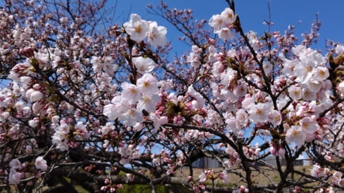 信濃川沿いの桜咲きだしました～