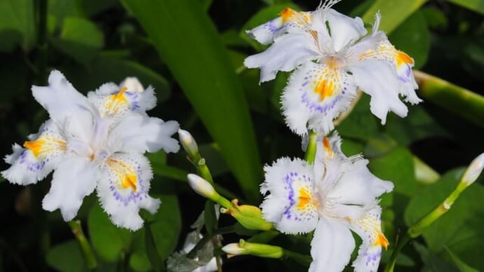 横浜市こども植物園に咲く初夏の花