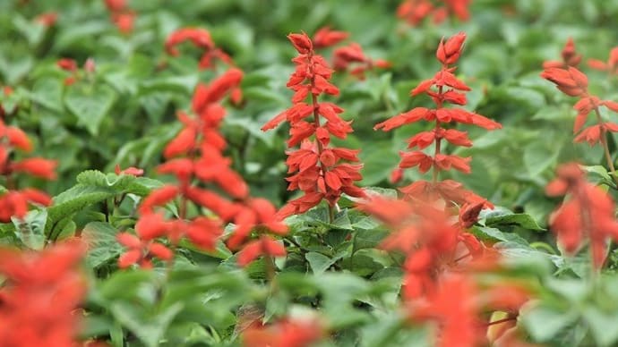 大宮花の丘農林公苑で花散歩